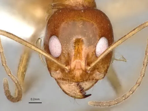 Dorymyrmex flavescens specimen CASENT0841496 image casent0841496_3