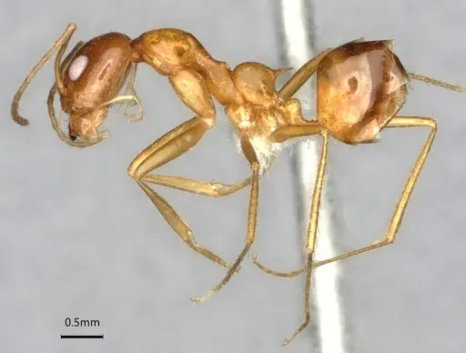 Dorymyrmex flavescens specimen CASENT0841496 image casent0841496_4