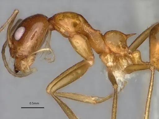 Dorymyrmex flavescens specimen CASENT0841496 image casent0841496_5