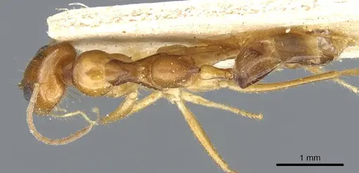 Dorymyrmex flavescens specimen CASENT0905111 image casent0905111_1