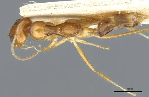 Dorymyrmex flavescens specimen CASENT0905111 image casent0905111_2