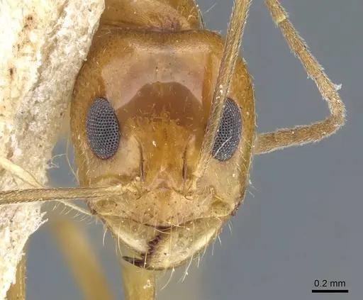 Dorymyrmex flavescens specimen CASENT0905111 image casent0905111_3