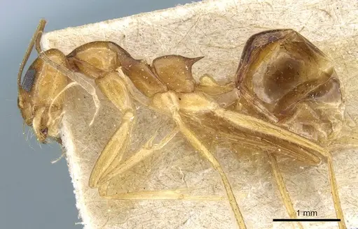 Dorymyrmex flavescens specimen CASENT0905111 image casent0905111_4