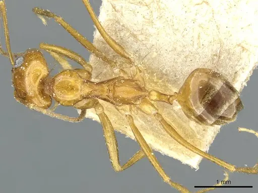 Dorymyrmex flavescens specimen CASENT0911540 image casent0911540_1