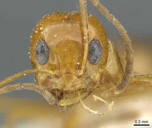 Dorymyrmex flavescens specimen CASENT0911540 image casent0911540_2