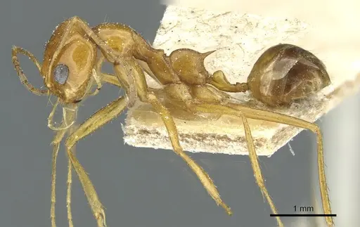 Dorymyrmex flavescens specimen CASENT0911540 image casent0911540_3