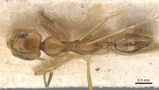 Dorymyrmex flavescens specimen CASENT0911541 image casent0911541_1