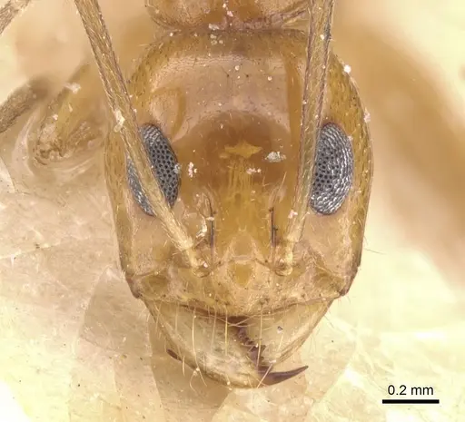 Dorymyrmex flavescens specimen CASENT0911541 image casent0911541_2