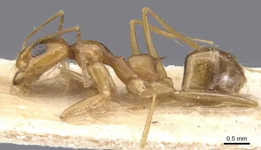Dorymyrmex flavescens specimen CASENT0911541 image casent0911541_3