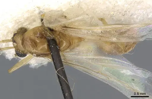 Dorymyrmex flavescens specimen CASENT0915584 image casent0915584_1