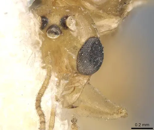 Dorymyrmex flavescens specimen CASENT0915584 image casent0915584_2