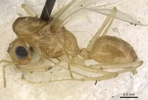 Dorymyrmex flavescens specimen CASENT0915584 image casent0915584_3
