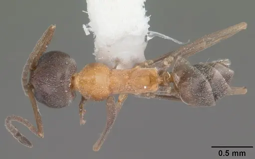 Dorymyrmex flavopectus specimen CASENT0103887 image casent0103887_1