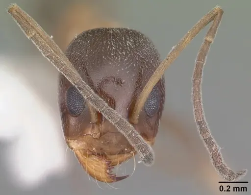Dorymyrmex flavopectus specimen CASENT0103887 image casent0103887_2