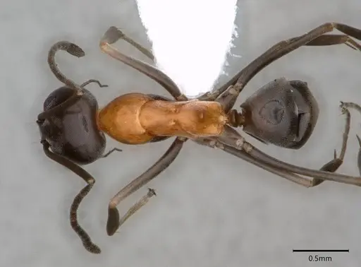 Dorymyrmex flavopectus specimen CASENT0883200 image casent0883200_1