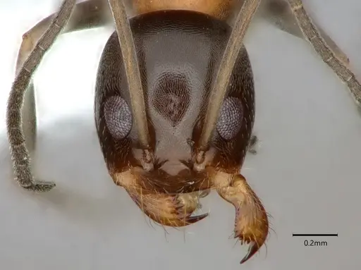 Dorymyrmex flavopectus specimen CASENT0883200 image casent0883200_2