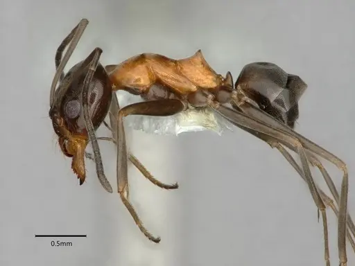 Dorymyrmex flavopectus specimen CASENT0883200 image casent0883200_3