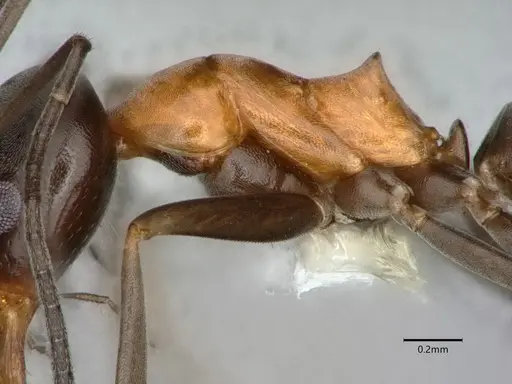 Dorymyrmex flavopectus specimen CASENT0883200 image casent0883200_4