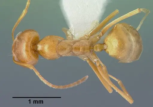 Dorymyrmex flavus specimen CASENT0005321 image casent0005321_1