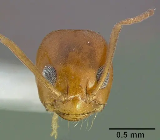 Dorymyrmex flavus specimen CASENT0005321 image casent0005321_2
