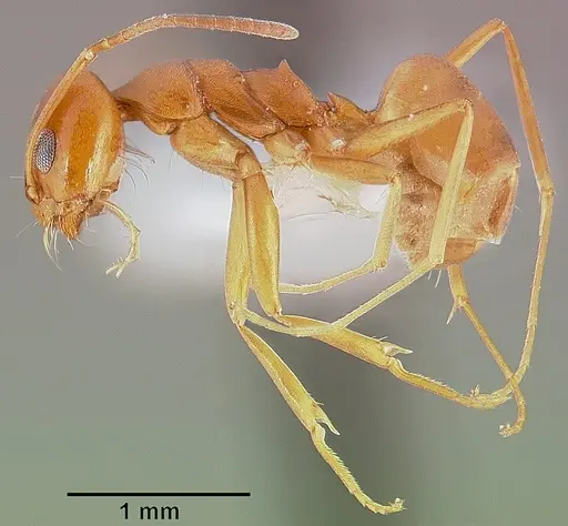 Dorymyrmex flavus specimen CASENT0005321 image casent0005321_3