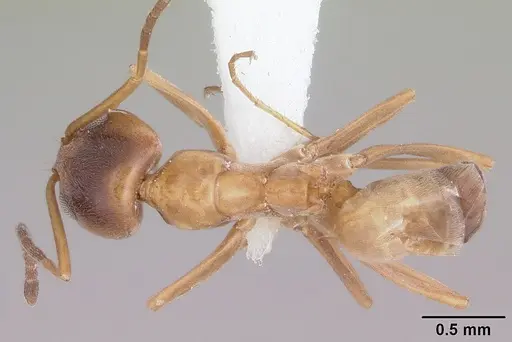 Dorymyrmex flavus specimen CASENT0104736 image casent0104736_1