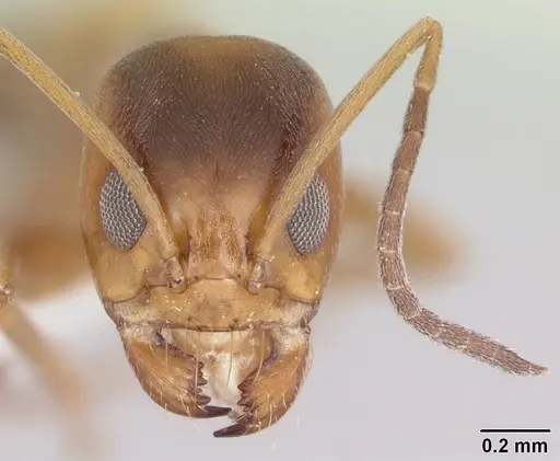 Dorymyrmex flavus specimen CASENT0104736 image casent0104736_2