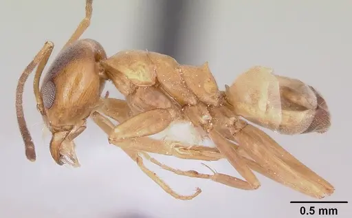 Dorymyrmex flavus specimen CASENT0104736 image casent0104736_3