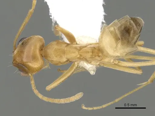 Dorymyrmex flavus specimen CASENT0249674 image casent0249674_1