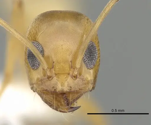 Dorymyrmex flavus specimen CASENT0249674 image casent0249674_2