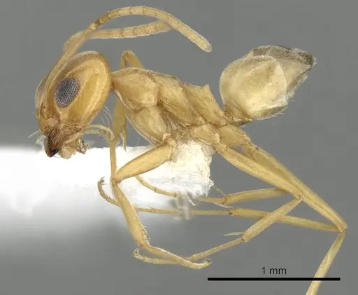 Dorymyrmex flavus specimen CASENT0249674 image casent0249674_3