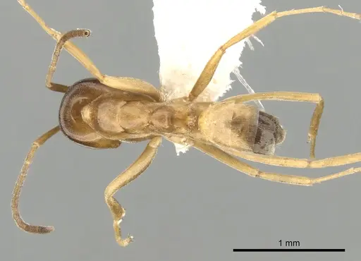 Dorymyrmex flavus specimen CASENT0249679 image casent0249679_1