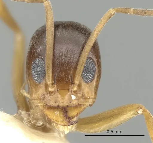 Dorymyrmex flavus specimen CASENT0249679 image casent0249679_2