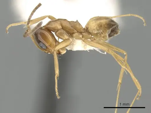 Dorymyrmex flavus specimen CASENT0249679 image casent0249679_3