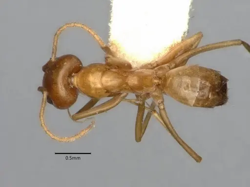 Dorymyrmex flavus specimen CASENT0841357 image casent0841357_1