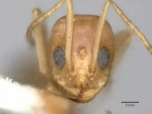 Dorymyrmex flavus specimen CASENT0841357 image casent0841357_2