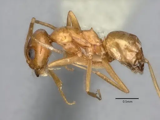 Dorymyrmex flavus specimen CASENT0841357 image casent0841357_3
