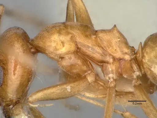 Dorymyrmex flavus specimen CASENT0841357 image casent0841357_4