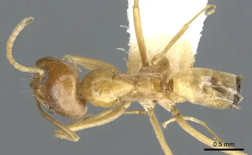 Dorymyrmex flavus specimen CASENT0902983 image casent0902983_1