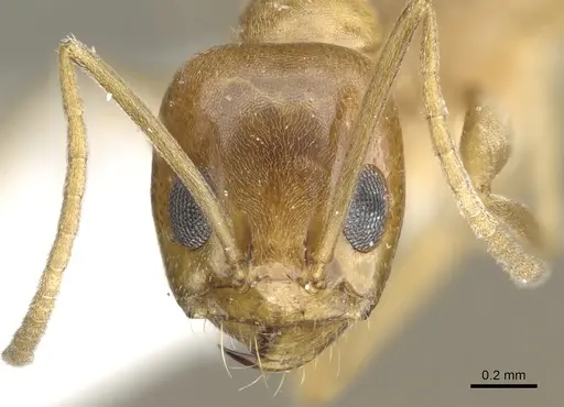 Dorymyrmex flavus specimen CASENT0902983 image casent0902983_2