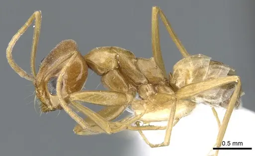 Dorymyrmex flavus specimen CASENT0902983 image casent0902983_3