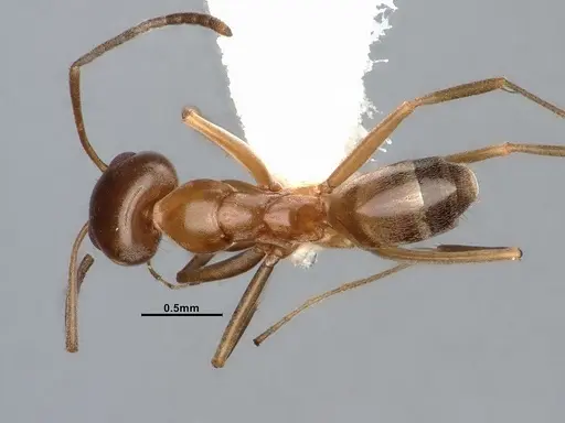 Dorymyrmex flavus specimen CASENT4031325 image casent4031325_1