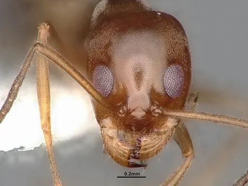 Dorymyrmex flavus specimen CASENT4031325 image casent4031325_2