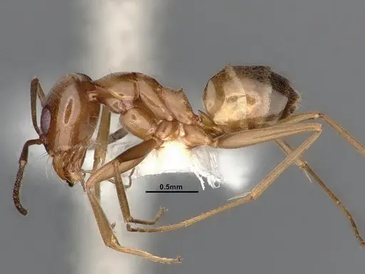 Dorymyrmex flavus specimen CASENT4031325 image casent4031325_3