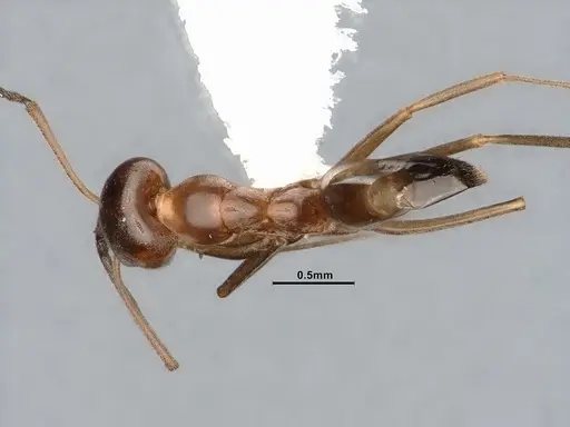 Dorymyrmex flavus specimen CASENT4031328 image casent4031328_1