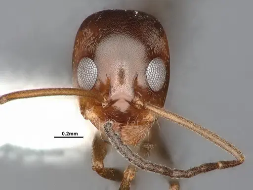 Dorymyrmex flavus specimen CASENT4031328 image casent4031328_2