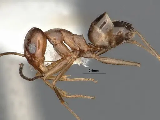 Dorymyrmex flavus specimen CASENT4031328 image casent4031328_3