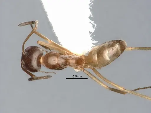 Dorymyrmex flavus specimen CASENT4031330 image casent4031330_1