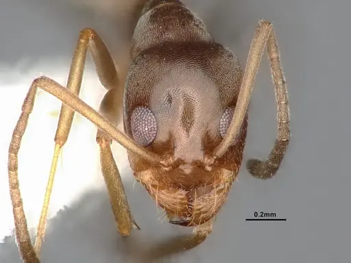 Dorymyrmex flavus specimen CASENT4031330 image casent4031330_2