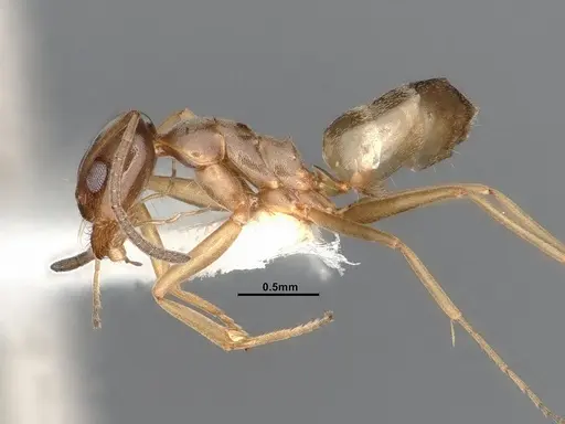 Dorymyrmex flavus specimen CASENT4031330 image casent4031330_3